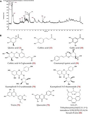 Casuarina glauca branchlets’ extract as a potential treatment for ulcerative colitis: chemical composition, in silico and in vivo studies